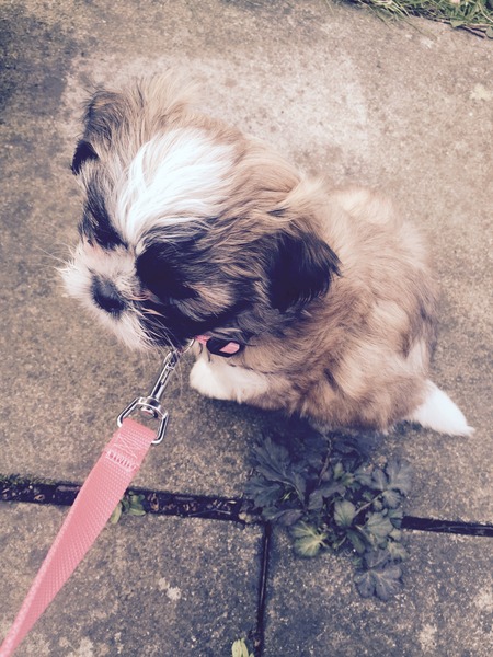 Shit, I have somehow acquired a puppy...