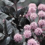 Shady characters - a permanent home for shade garden suggestions!