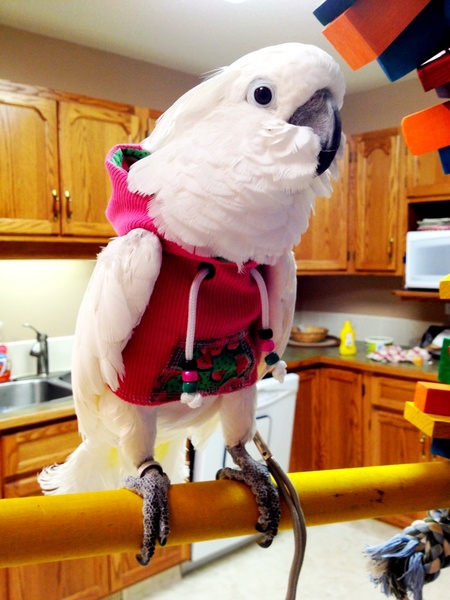 Click here if you're interested in either PIGEONS IN VESTS or air pollution!