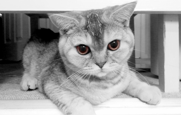 Cat scratching carpet driving me loopy