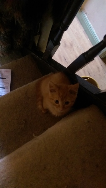 She's a boy isn't she...... (pic of kitten's bits)