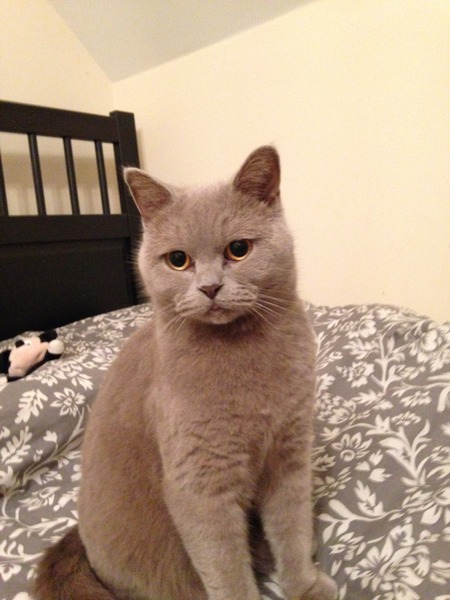 talk me down from spunking 500 quid on a fancy cat