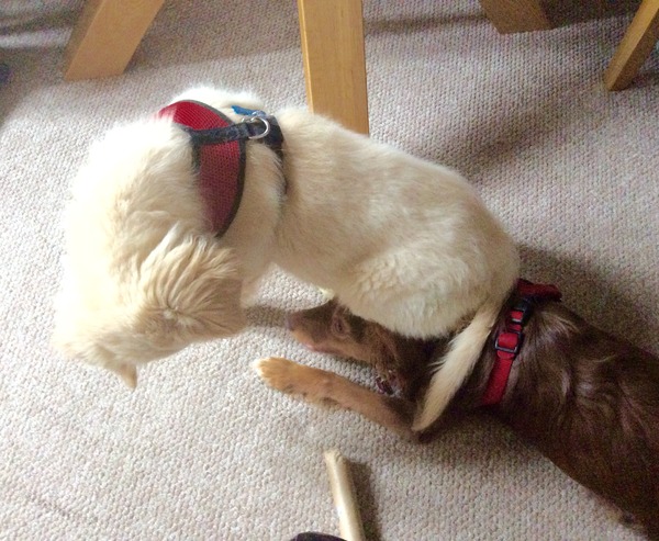 anyone else got a massive puppy that is just a dick head?