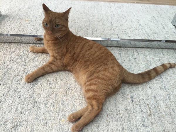 July 2016 (7) We're halfway to meeting our little bubs