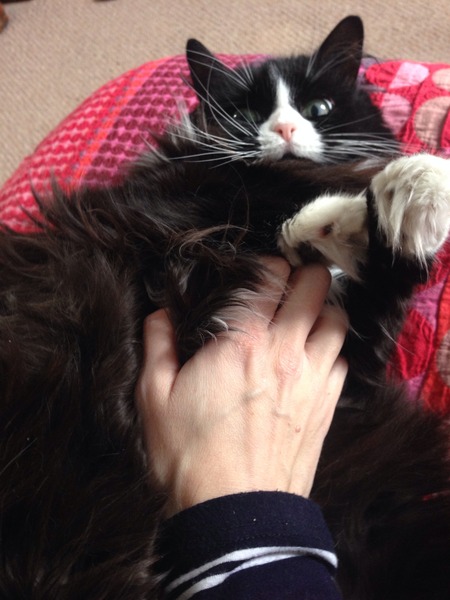 Grooming medium/long haired cat