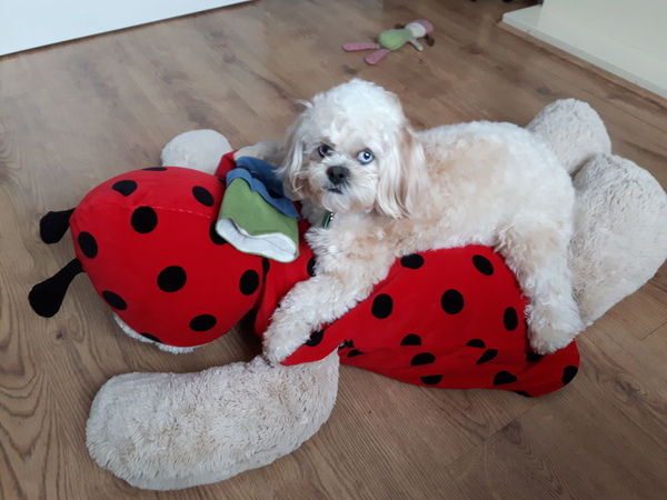 Shit, I have somehow acquired a puppy...