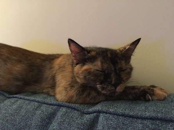 Rescue Cat Hopefully Coming Home Tomorrow