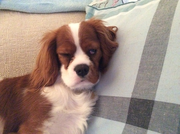 worried about my puppies eyes