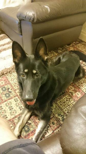Can anyone hold my hand tonight?  Elderly dog