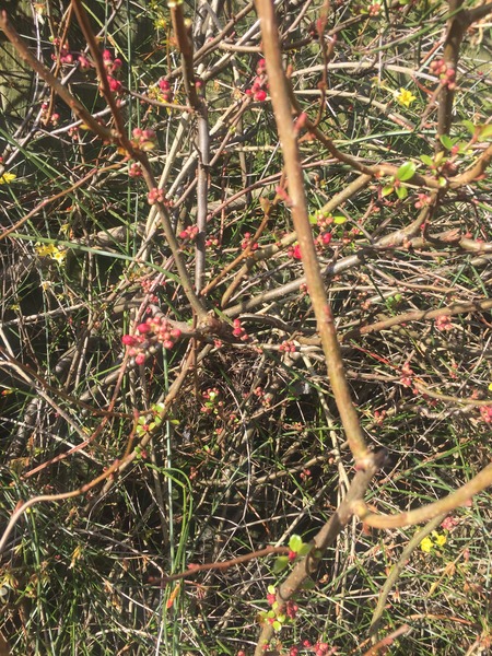 Climbers - what do I do when don't know what they are?