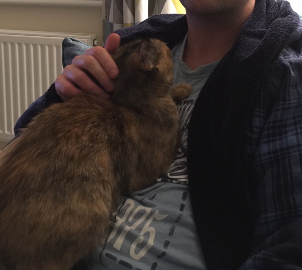 Rescue Cat Hopefully Coming Home Tomorrow