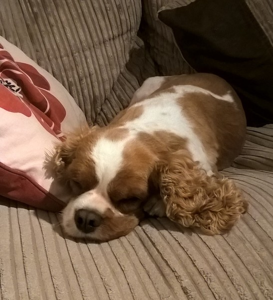 July 2016 (7) We're halfway to meeting our little bubs