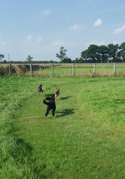 Walking reactive dogs