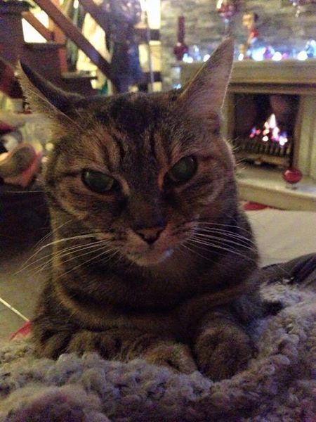 So excited..getting ANOTHER cat tomorrow!!