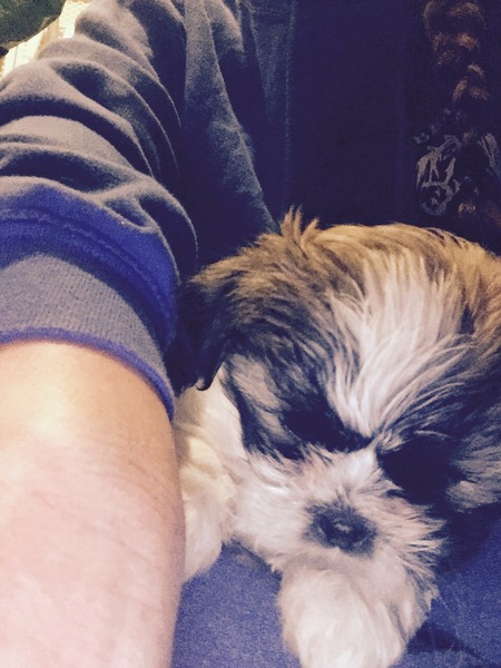 Shit, I have somehow acquired a puppy...