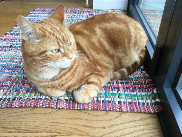 Help - loose, nervous poop in cat crate, how to clean up cat?
