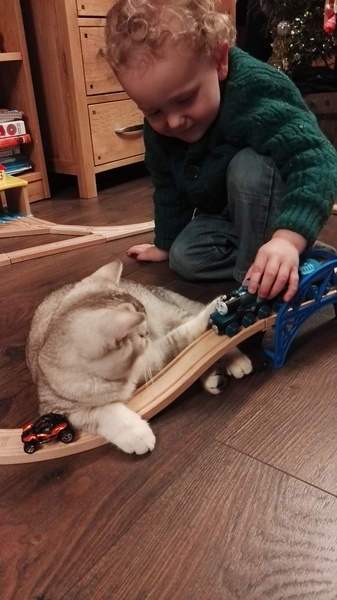 Cat scratching carpet driving me loopy