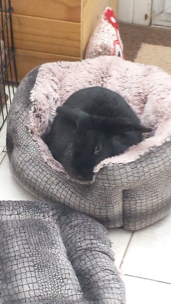 July 2016 (7) We're halfway to meeting our little bubs