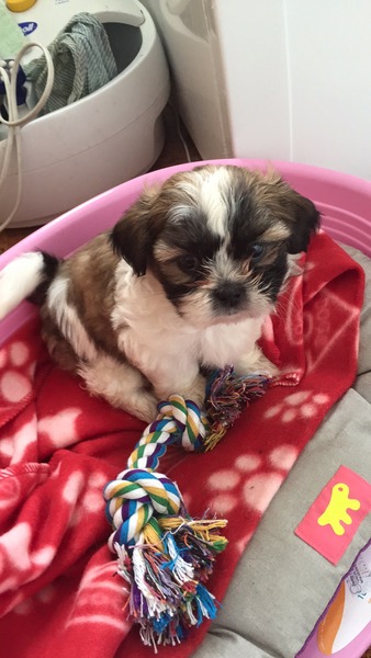 Shit, I have somehow acquired a puppy...