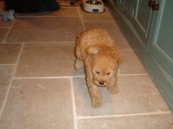 pale (ish)  limestone or marble floor in  a kitchen - stupid idea or not?