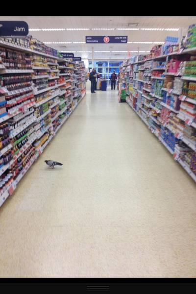 Frugaleers March On!