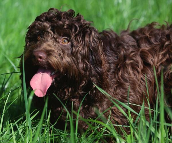Recommend me a breed!