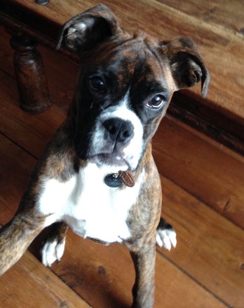 To return puppy to breeder?