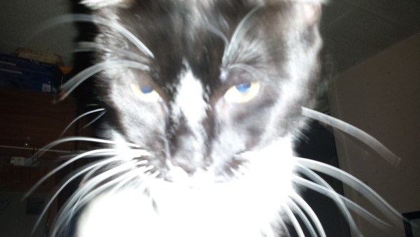 She's a boy isn't she...... (pic of kitten's bits)