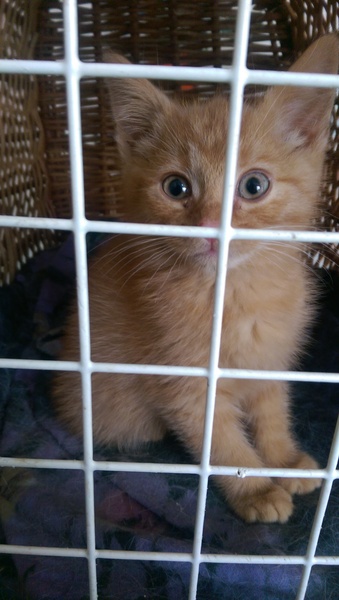 Really poorly kitten - please keep paws crossed!