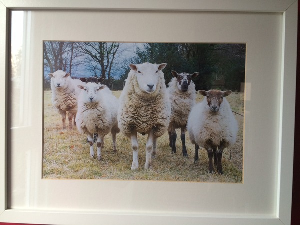 To show you all a painting I just bought?