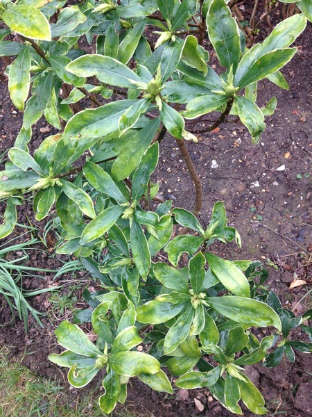 "in the midst of winter, I found there was within me, an invincible summer" Potting shed chat continues here