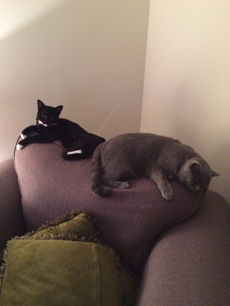 talk me down from spunking 500 quid on a fancy cat