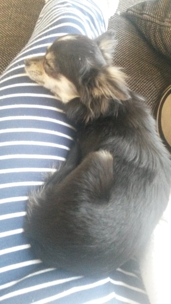anyone else got a massive puppy that is just a dick head?