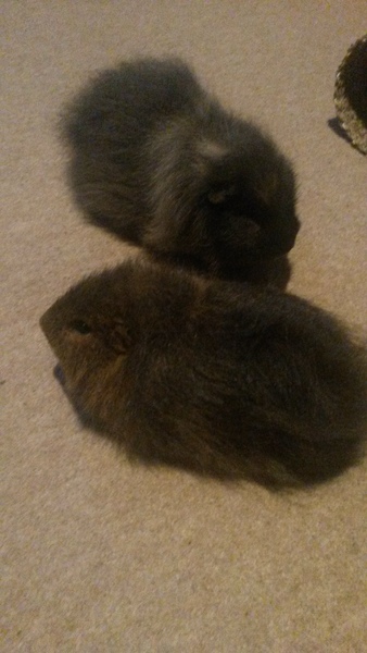 Help me convince DH we need some piggies