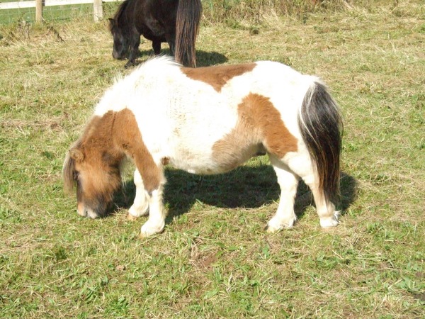 Spring is sprung, the grass is ris, I wonder where the crepeys is