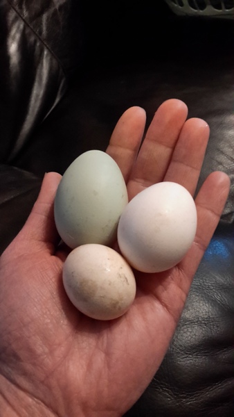 Austere April Advances (even though it's mid March.....). Frugaleers Unite