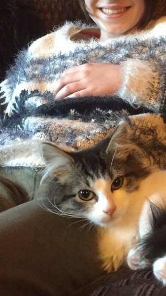 rescue kitten - look at my beauty!