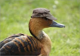 Click here if you're interested in either PIGEONS IN VESTS or air pollution!