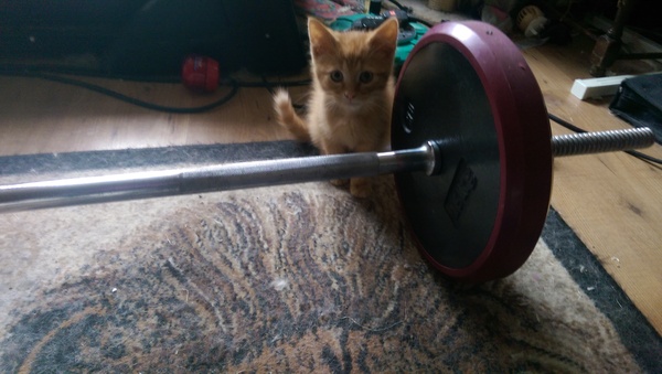 She's a boy isn't she...... (pic of kitten's bits)