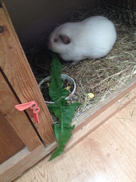 I'm looking for new fruit and veg ideas for my Guinea pigs