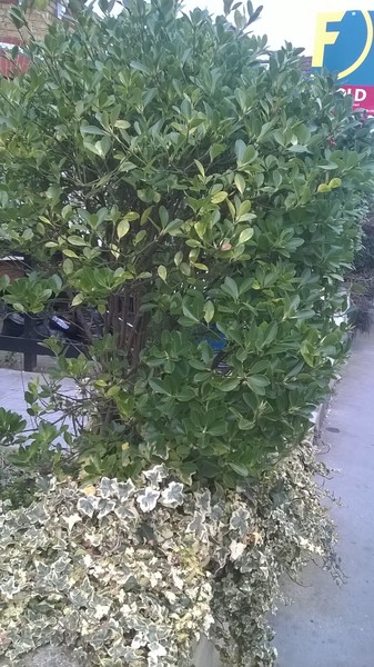 Screening shrubs that grow fast (do you recognize this one?)