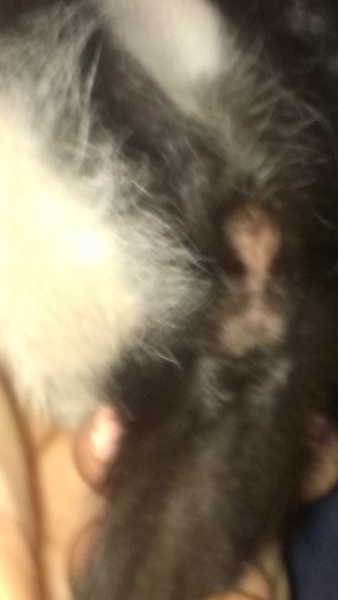 She's a boy isn't she...... (pic of kitten's bits)