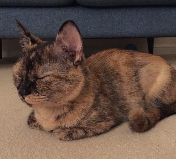 Rescue Cat Hopefully Coming Home Tomorrow