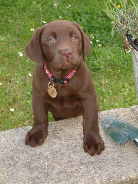 Shit, I have somehow acquired a puppy...
