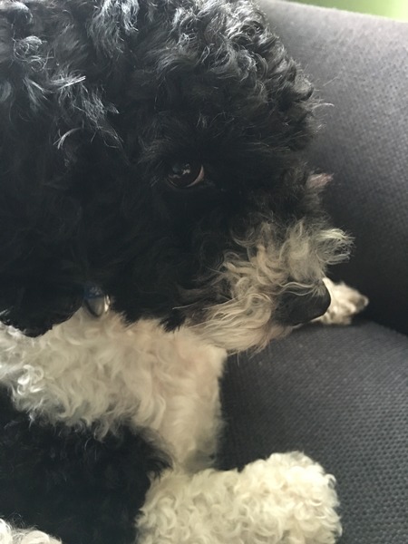 Shit, I have somehow acquired a puppy...