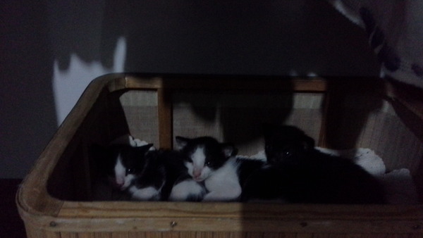 She's a boy isn't she...... (pic of kitten's bits)