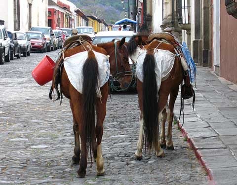 To think the poo from the police horses should be cleaned up?!
