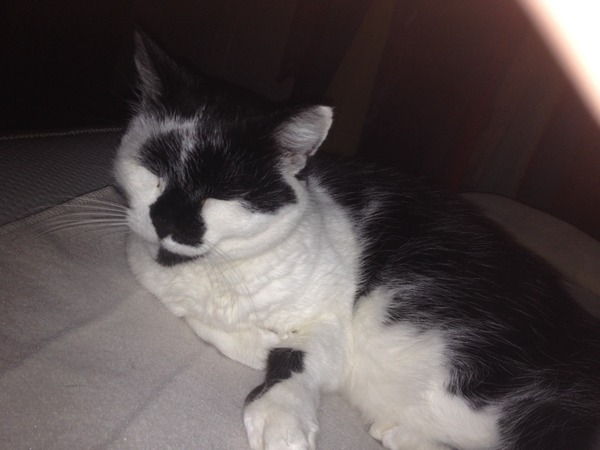 Anyone regretted having a cat?