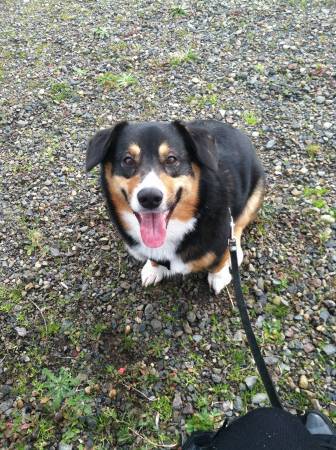 Aussie shepherd