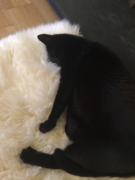 talk me down from spunking 500 quid on a fancy cat